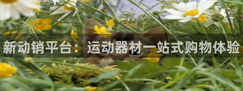 fb平台体育:新动销平台:运动器材一站式购物体验